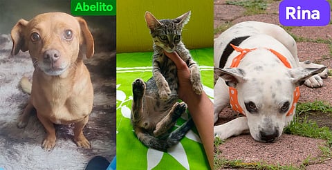 Lomitos y michis veteranos buscan hogar en feria de adopción