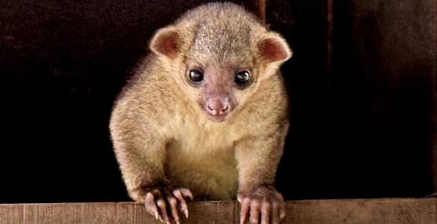 ‘No es animalito de nosotros’: Zoo de Morelia aclara caso de martucha electrocutada
