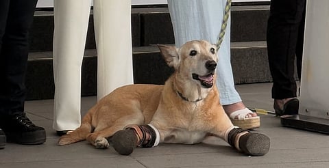 El perrito Pay de Limón inspira iniciativa de ley contra la crueldad animal
