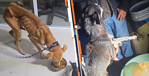 Investigan maltrato animal en Zitácuaro; rescatan a dos perros