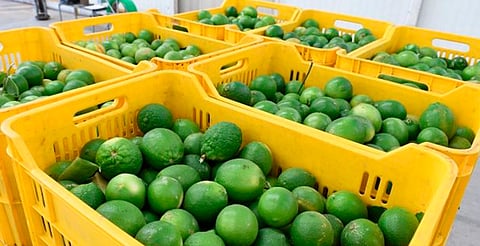 Caída del precio del limón en el Valle de Apatzingán, por sobreproducción: Bedolla