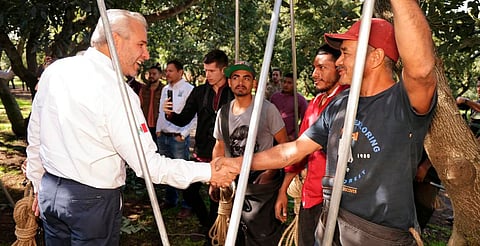 Con más de 3.8 millones de toneladas, Michoacán lidera producción nacional de aguacate, limón y berries