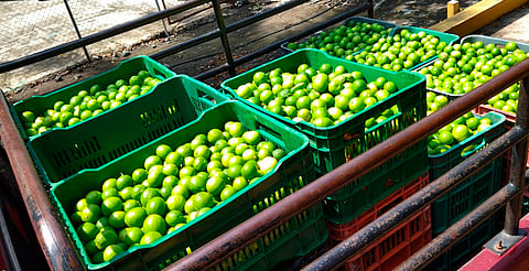 Banda detenida en Apatzingán tenía lista de 21 limoneros extorsionados por 3.5 mdp: FGE