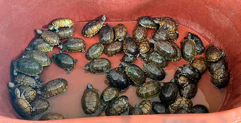 Rescatan más de 2 mil tortugas en Jalisco y decomisan toneladas de aletas de tiburón y buches de totoaba