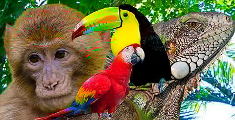 Se duplicaron los rescates de fauna silvestre del mercado negro en Michoacán