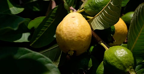 Michoacán lidera la producción nacional de guayaba con más del 54% del total