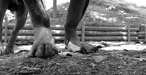 Hasta dos años de cárcel, el castigo por envenenamiento de perritos en Paracho; FGE busca a responsables