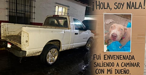 Animalistas señalan al Ayuntamiento de Paracho por muerte masiva de perros
