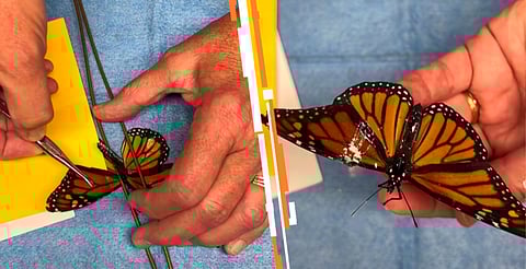 La mariposa ahora vuela rumbo a México