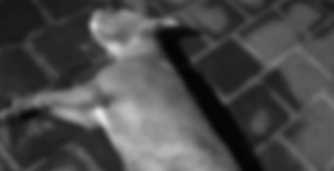 Necropsias confirman envenenamiento en caso de 15 perritos muertos en Paracho