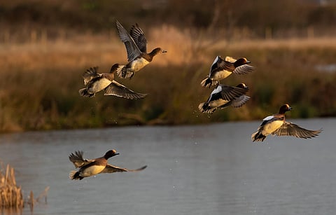 Invitan a pajarear en el Lago de Cuitzeo este sábado; ¿de qué se trata?