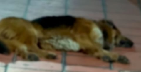 Recogen perros envenenados del basurero de Paracho; FGE analiza sustancia tóxica hallada en sus cuerpos