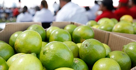 Citricultores de Tierra Caliente alistan medidas para contener la caída del precio del limón