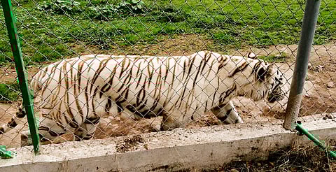 Tigre de bengala se fuga de zoo tras lluvias en Xicotepec; confirman que fue localizado sin vida