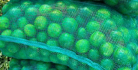 Convocan a manifestación de limoneros en Apatzingán; el kilo no supera los $5