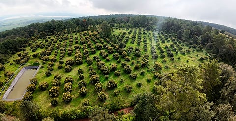 Sicuicho recibe 1.2 mdp para cuidado de sus bosques y detener la deforestación