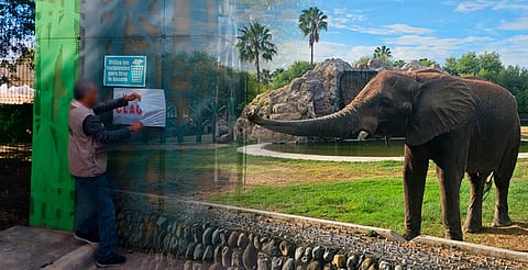 Zoo La Pastora reabre tras revisar a más de 490 animales; caso de Mina sigue en investigación