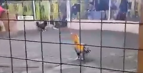 Autoridades investigan si hubo negligencia en la organización del evento