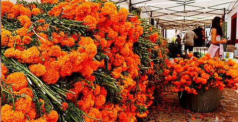 ¡Adiós altar monumental! Tacámbaro apostará por la gran ofrenda