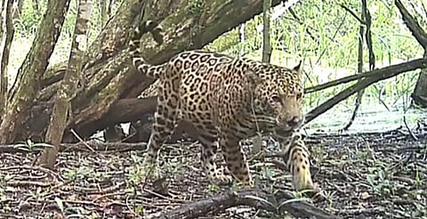 Video muestra a jaguar “embarazada” en Campeche; ¿esperanza para la especie?