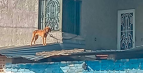 Investigan presuntos casos de crueldad animal en Maravatío, Michoacán