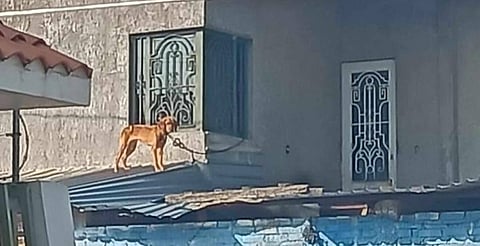 Persisten casos de violencia animal en Michoacán