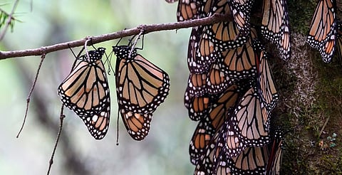 Mariposas Monarca, en ruta a Michoacán; ya hay fecha de apertura de los santuarios