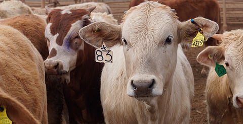 Revisan rastros en Morelia; autoridades aseguran cumplimiento sanitario