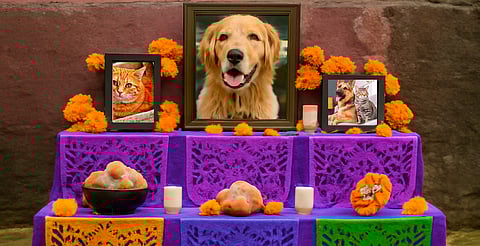 ¡Recuerda a tu amigo fiel! Paracho tendrá altar en honor a animales de compañía