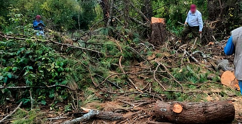 Detectan tala sin previo aviso de árboles plagados en zonas cercanas a la mariposa Monarca
