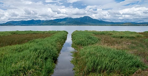 Lago de Cuitzeo alcanza 65% de almacenamiento tras lluvias; preparan limpieza
