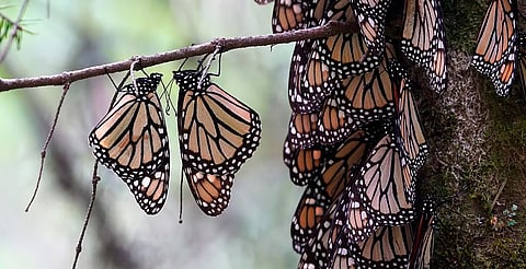La Mariposa Monarca ya está en Michoacán