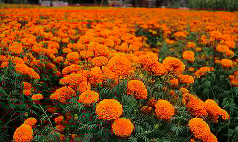 ¿En ramo o en maceta? Así identificas el cempasúchil auténtico mexicano
