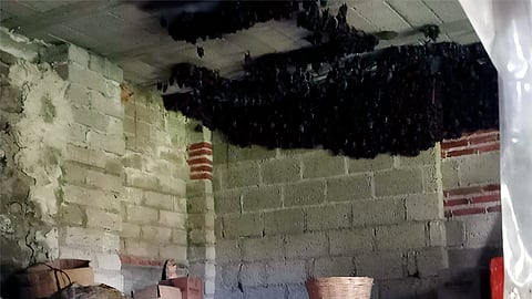 Con murciélagos como huéspedes: así ayudó una familia a la conservación de fauna