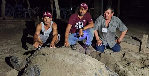 Llegan primeras tortugas laúd a la costa de Michoacán: Compesca