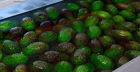 Empresas aguacateras de Michoacán acumulan $18 millones en multas