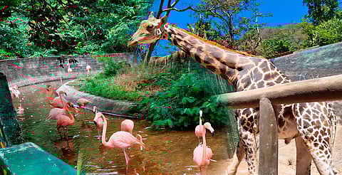 ¿Maltrato en zoológico de Jalisco? Profepa confirma que los animales están bien