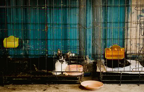 Villas del Pedregal, entre las zonas con mayor número de reportes de maltrato animal en Morelia: IMPA