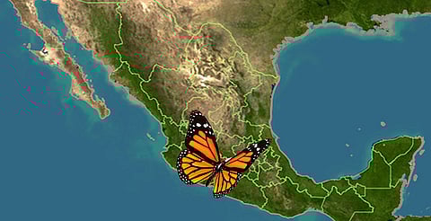 Llega a Michoacán la primera mariposa monarca con transmisor satelital