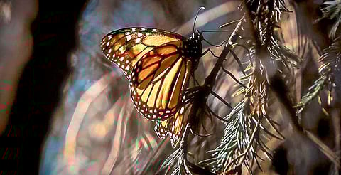 Gobierno de Michoacán emprende acciones de conservación y reforestación en esta área natural