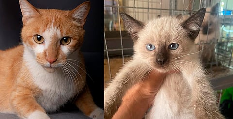 ¡Adóptame! Michis y lomitos buscan hogar este domingo en Morelia