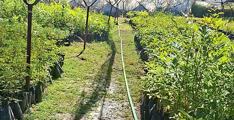 Carlos Soto fortalece campaña permanente de reforestación; Zamora supera los 18 mil árboles plantados