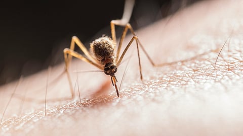 Islandia ya no es zona libre de mosquitos; detectan presencia por primera vez