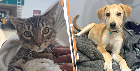 Participan UARUPA, Hermano Animal, Ayuntamiento de Uruapan y Secretaría de Salud de Michoacán