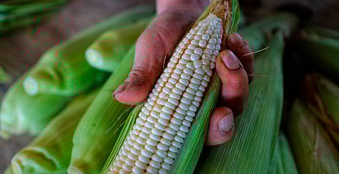 Pequeños productores que entregan maíz a precio de garantía no recibirán subsidios Federal y Estatal: Sader