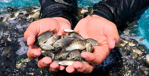 Adecuación en granjas y factores climáticos, los retos para la producción de tilapia en Michoacán