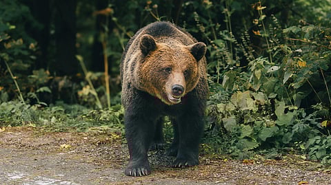 Oso grizzly ataca grupo escolar durante caminata en Canadá