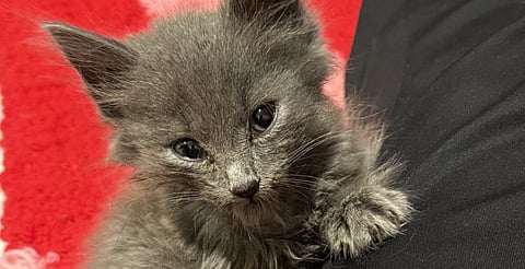 Quiso donar $10 mil, transfirió $100 mil por error y terminó ayudando a un gatito