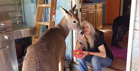 Mujer muere tras ser atacada por un ciervo macho en su casa de Ohio
