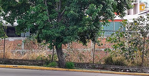 Reforma evitaría litigios costosos y protegería el patrimonio familiar